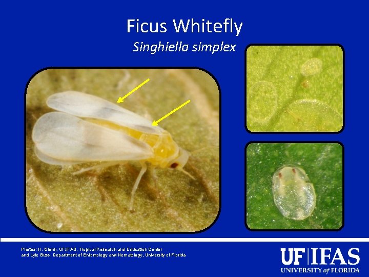 Ficus Whitefly Singhiella simplex Photos: H. Glenn, UF/IFAS, Tropical Research and Education Center and