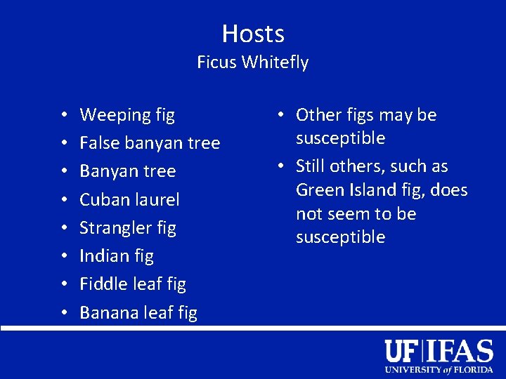 Hosts Ficus Whitefly • • Weeping fig False banyan tree Banyan tree Cuban laurel