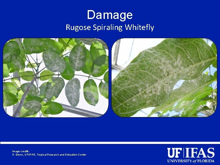 Damage Rugose Spiraling Whitefly Image credits: H. Glenn, UF/IFAS, Tropical Research and Education Center