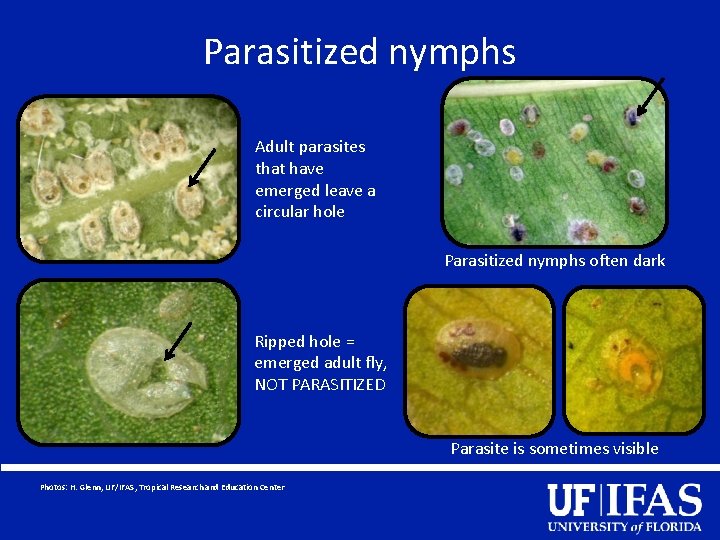 Parasitized nymphs Adult parasites that have emerged leave a circular hole Parasitized nymphs often