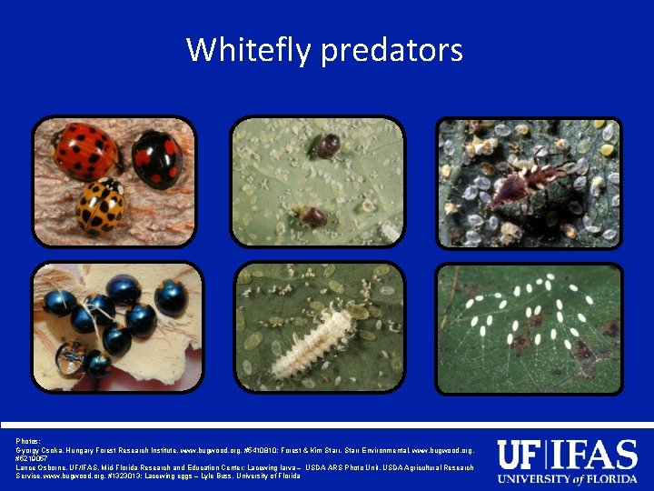 Whitefly predators Photos: Gyorgy Csoka, Hungary Forest Research Institute, www. bugwood. org, #5410810; Forest