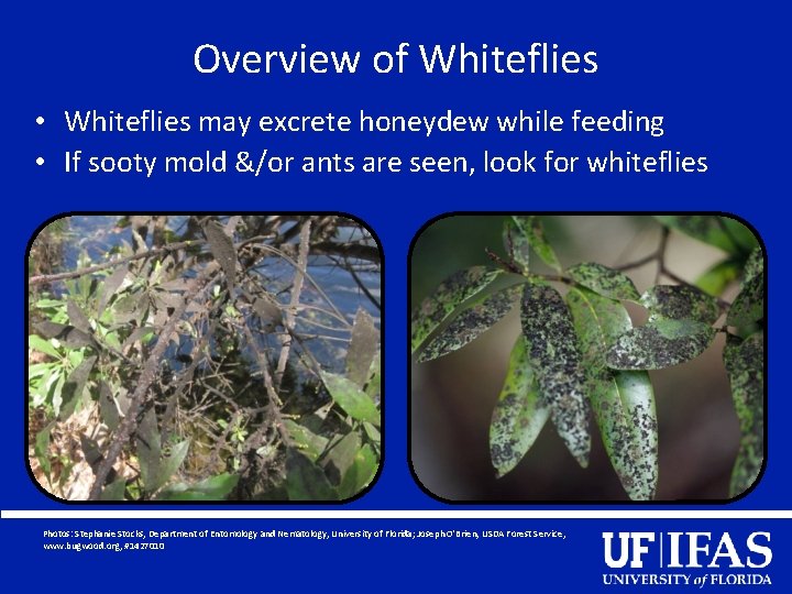 Overview of Whiteflies • Whiteflies may excrete honeydew while feeding • If sooty mold