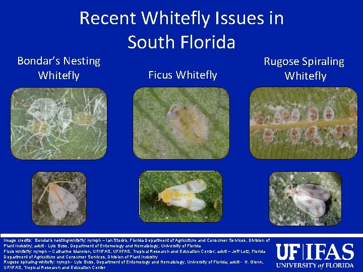 Recent Whitefly Issues in South Florida Bondar’s Nesting Whitefly Ficus Whitefly Rugose Spiraling Whitefly