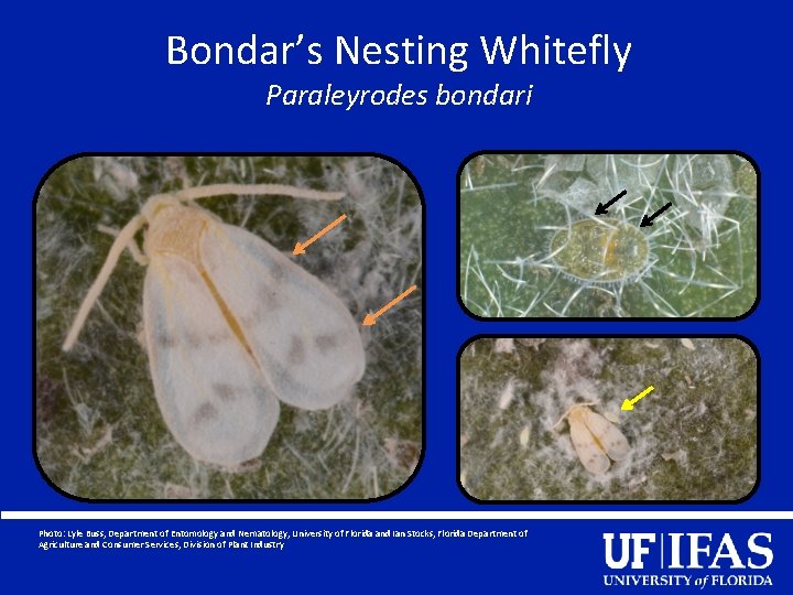 Invasive Whitefly Pests Of Florida Photos H Glenn