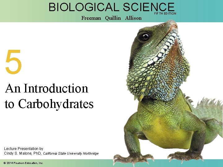 BIOLOGICAL SCIENCE Freeman Quillin Allison 5 An Introduction to Carbohydrates Lecture Presentation by Cindy