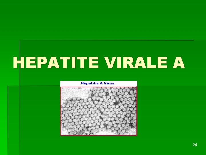 HEPATITE VIRALE A 24 