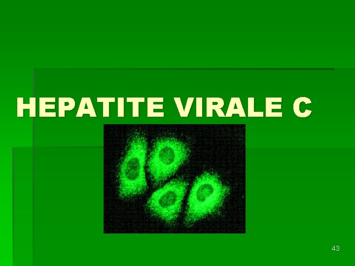 HEPATITE VIRALE C 43 