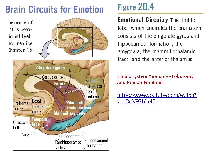 Limbic System Anatomy - Lobotomy And Human Emotions https: //www. youtube. com/watch? v=_Dq. V Limbic System Anatomy - Lobotomy And Human Emotions https: //www. youtube. com/watch? v=_Dq. V