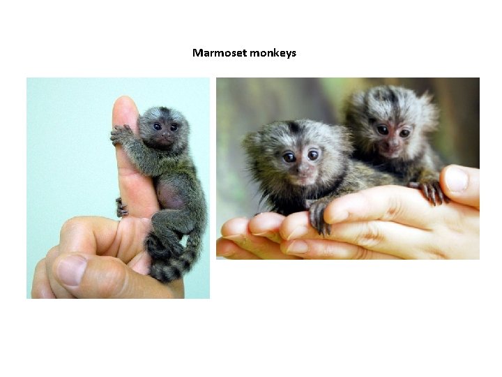 Marmoset monkeys Marmoset monkeys