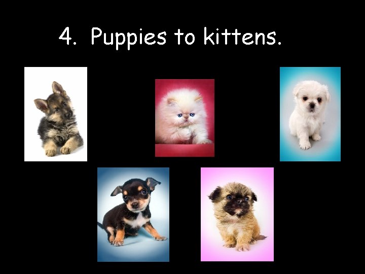 4. Puppies to kittens. 