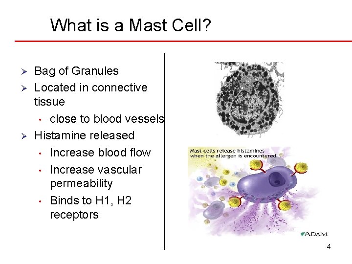 What is a Mast Cell? Ø Ø Ø Bag of Granules Located in connective