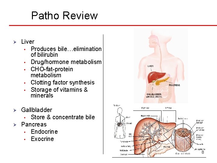 Patho Review Ø Liver • Produces bile…elimination of bilirubin • Drug/hormone metabolism • CHO-fat-protein