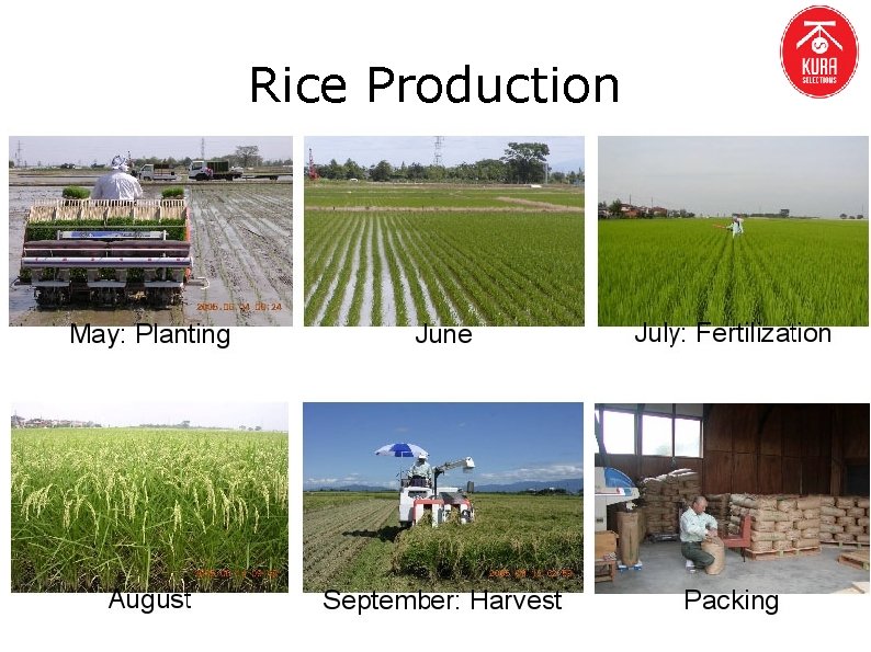 Rice Production 