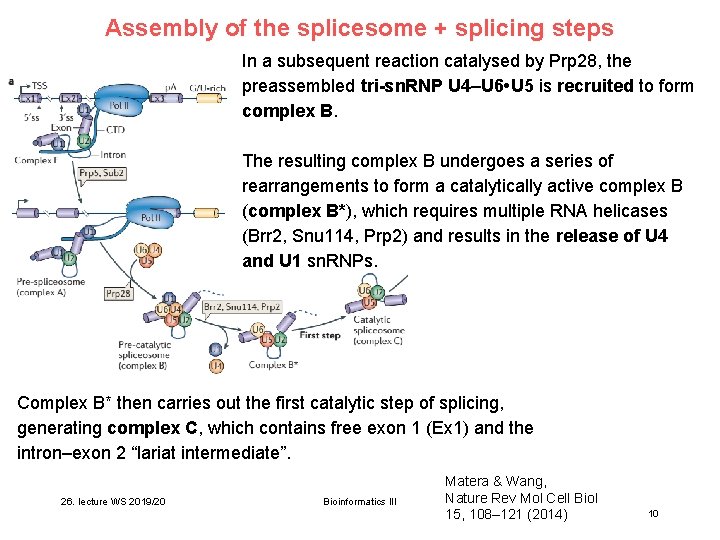 Assembly of the splicesome + splicing steps In a subsequent reaction catalysed by Prp Assembly of the splicesome + splicing steps In a subsequent reaction catalysed by Prp