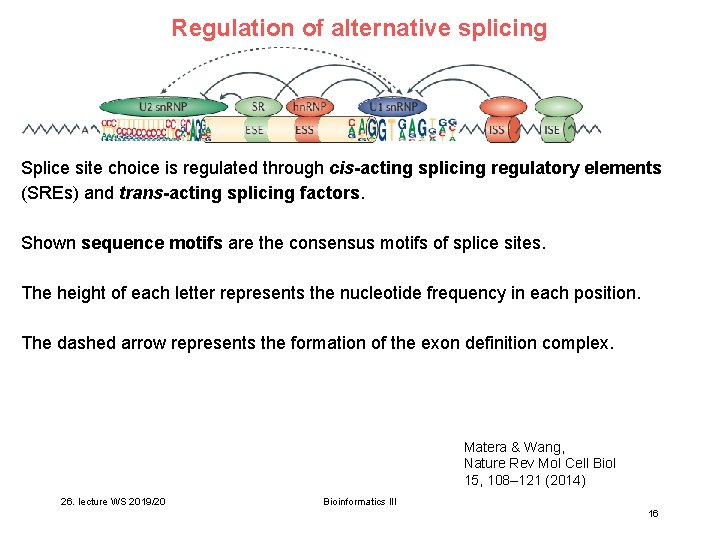 Regulation of alternative splicing Splice site choice is regulated through cis-acting splicing regulatory elements Regulation of alternative splicing Splice site choice is regulated through cis-acting splicing regulatory elements