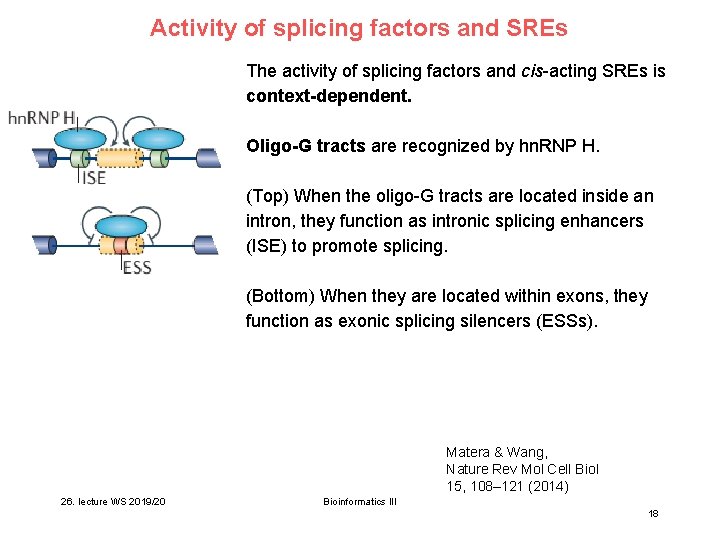 Activity of splicing factors and SREs The activity of splicing factors and cis-acting SREs Activity of splicing factors and SREs The activity of splicing factors and cis-acting SREs