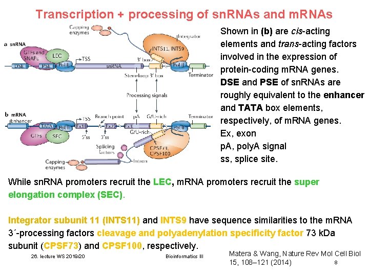 Transcription + processing of sn. RNAs and m. RNAs Shown in (b) are cis-acting Transcription + processing of sn. RNAs and m. RNAs Shown in (b) are cis-acting