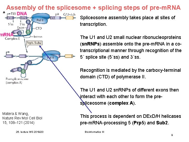 Assembly of the splicesome + splicing steps of pre-m. RNA DNA m. RNA Spliceosome Assembly of the splicesome + splicing steps of pre-m. RNA DNA m. RNA Spliceosome