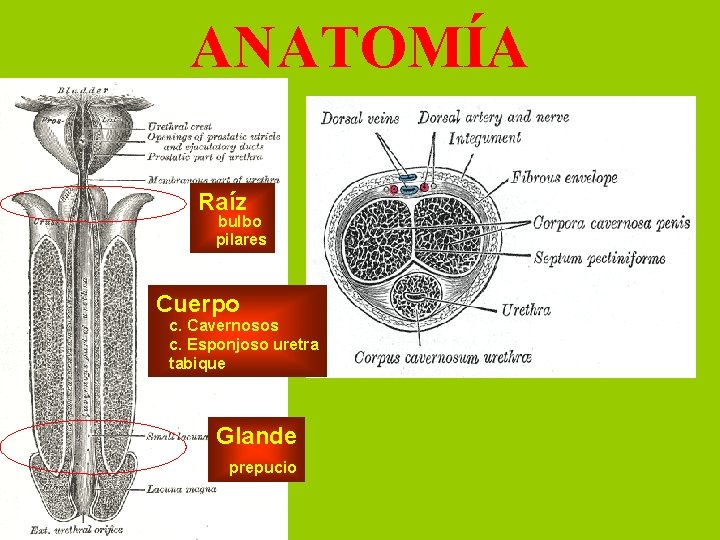 ANATOMÍA Raíz bulbo pilares Cuerpo c. Cavernosos c. Esponjoso uretra tabique Glande prepucio 