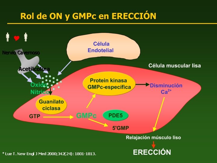 * Lue T. New Engl J Med 2000; 342(24): 1801 -1813. 