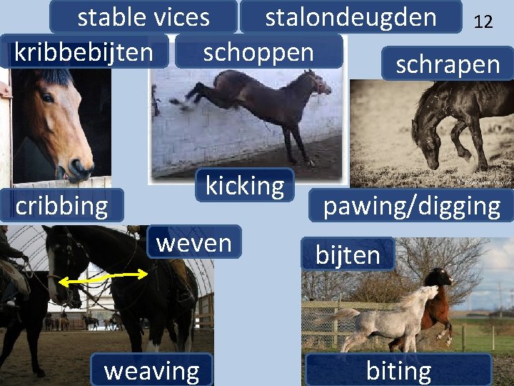 stable vices stalondeugden 12 kribbebijten schoppen schrapen kicking cribbing weven weaving pawing/digging bijten biting