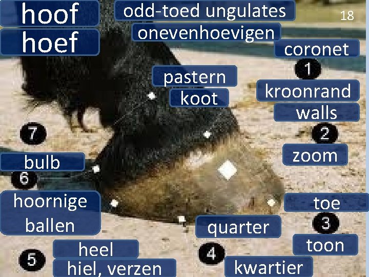 hoof hoef odd-toed ungulates 18 onevenhoevigen coronet pastern kroonrand koot walls zoom bulb hoornige