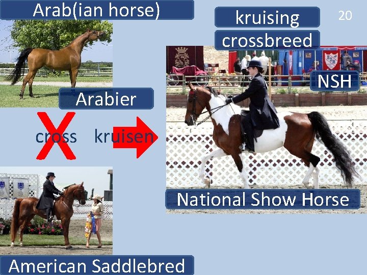 Arab(ian horse) x kruising crossbreed 20 NSH Arabier cross kruisen National Show Horse American