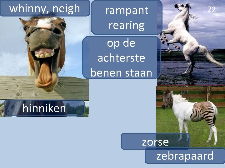 whinny, neigh rampant rearing op de achterste benen staan 22 hinniken zorse zebrapaard 