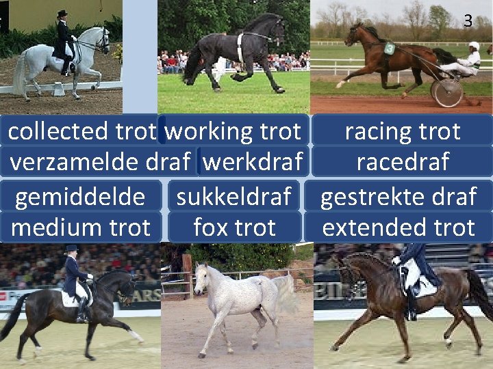 3 collected trot working trot racing trot verzamelde draf werkdraf racedraf gemiddelde sukkeldraf gestrekte