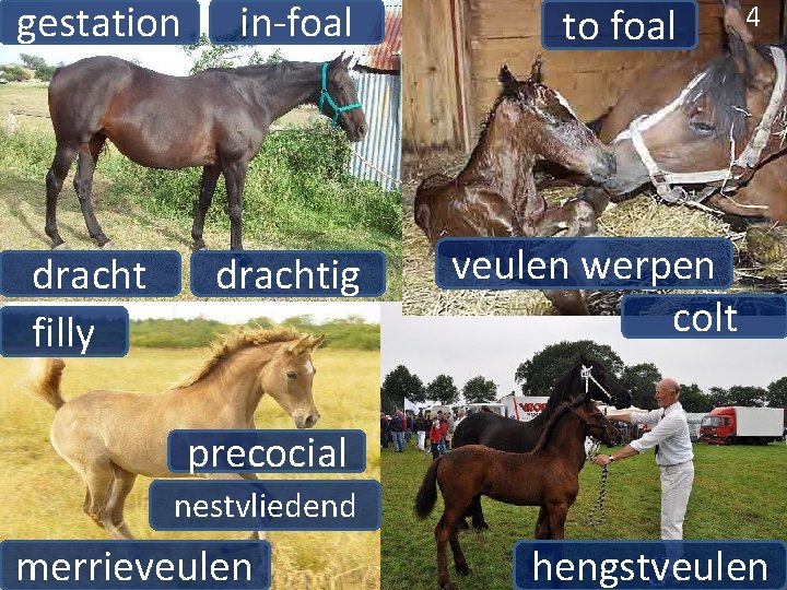 gestation in-foal dracht filly drachtig to foal 4 4 veulen werpen colt precocial nestvliedend