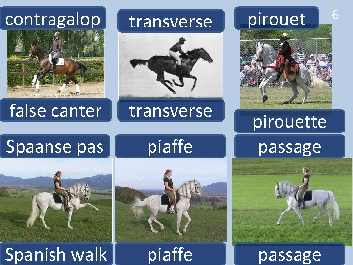 contragalop pirouet transverse false canter transverse Spaanse pas piaffe pirouette passage Spanish walk piaffe