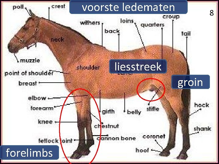 voorste ledematen 88 liesstreek groin forelimbs 