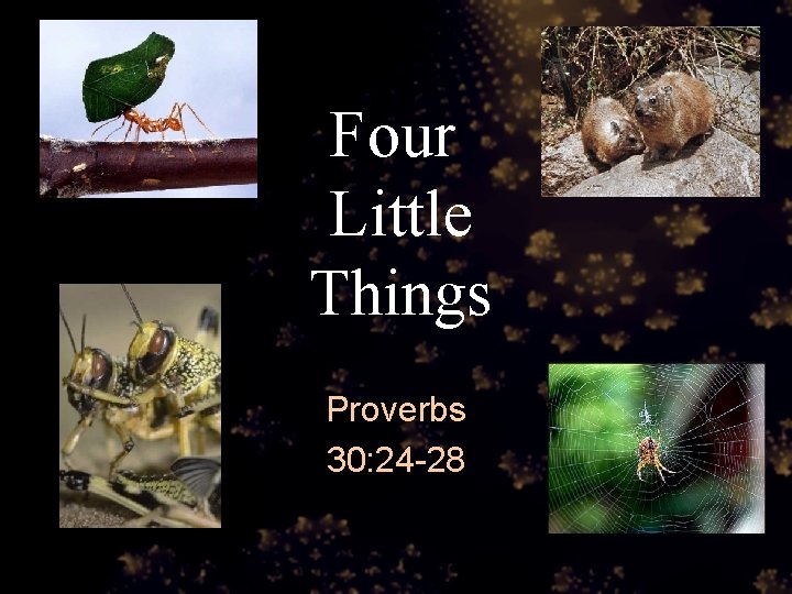 Four Little Things Proverbs 30: 24 -28 