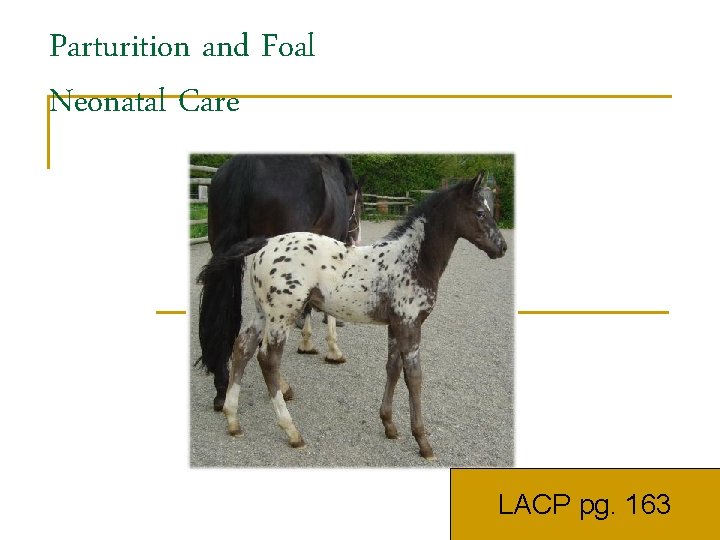 Parturition and Foal Neonatal Care LACP pg. 163 