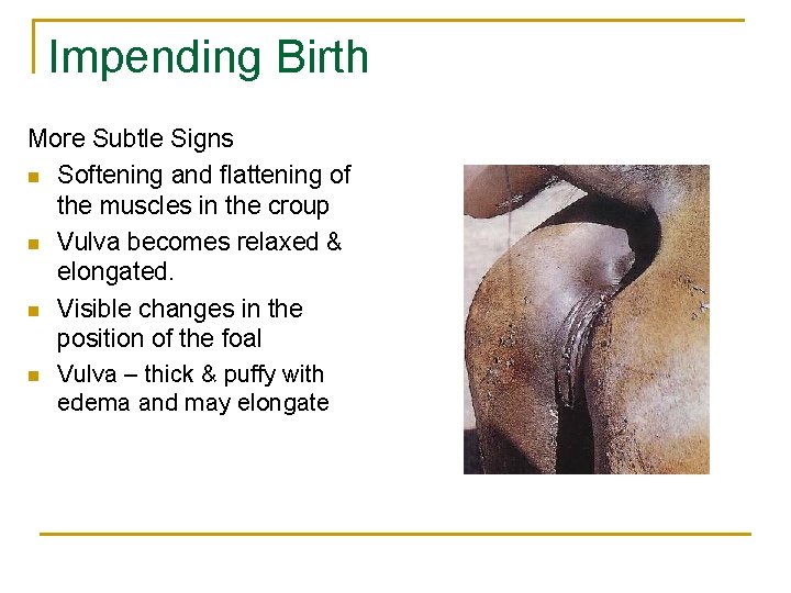 Impending Birth More Subtle Signs n Softening and flattening of the muscles in the