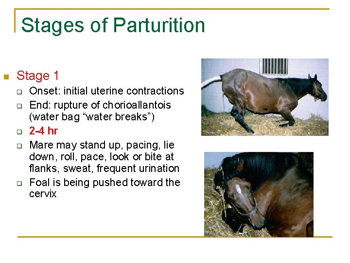 Stages of Parturition n Stage 1 q q q Onset: initial uterine contractions End: