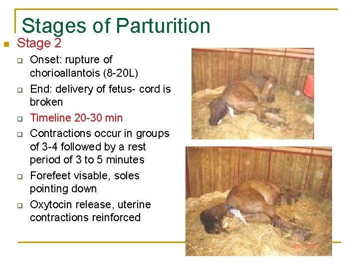 Stages of Parturition n Stage 2 q q q Onset: rupture of chorioallantois (8