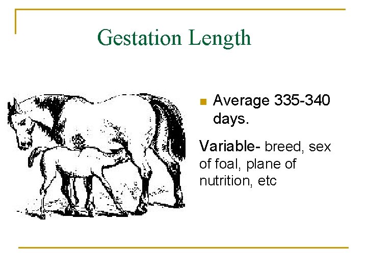 Gestation Length n Average 335 -340 days. Variable- breed, sex of foal, plane of