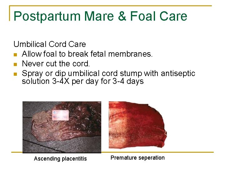 Postpartum Mare & Foal Care Umbilical Cord Care n Allow foal to break fetal