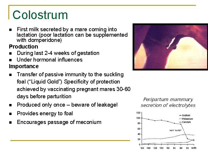 Colostrum First milk secreted by a mare coming into lactation (poor lactation can be