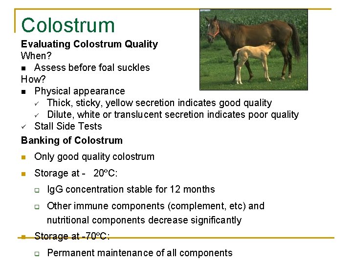 Colostrum Evaluating Colostrum Quality When? n Assess before foal suckles How? n Physical appearance