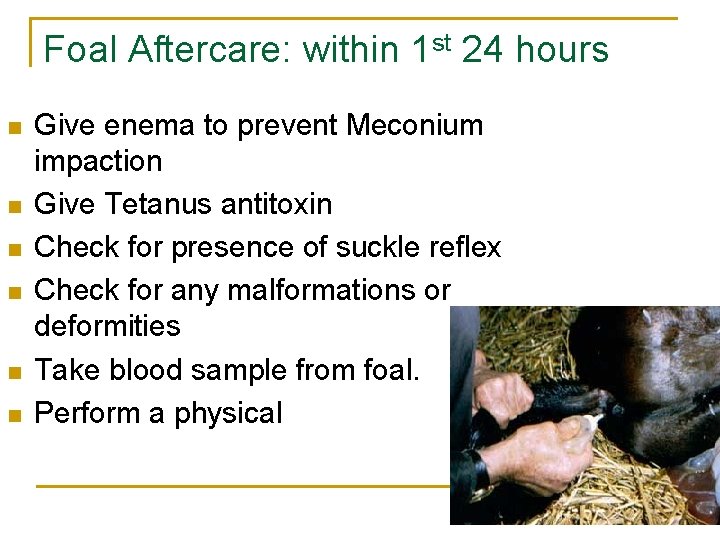 Foal Aftercare: within 1 st 24 hours n n n Give enema to prevent