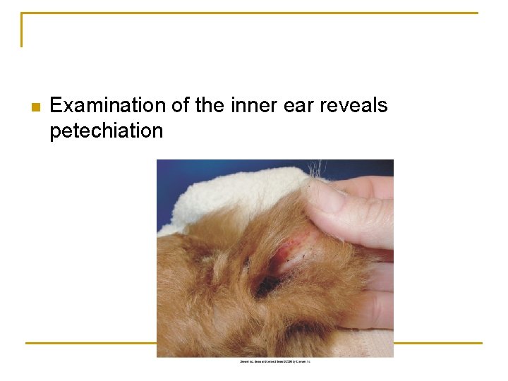 n Examination of the inner ear reveals petechiation 