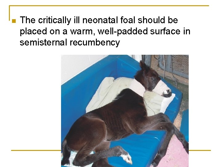 n The critically ill neonatal foal should be placed on a warm, well-padded surface