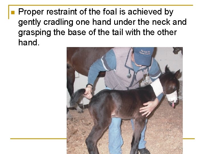 n Proper restraint of the foal is achieved by gently cradling one hand under