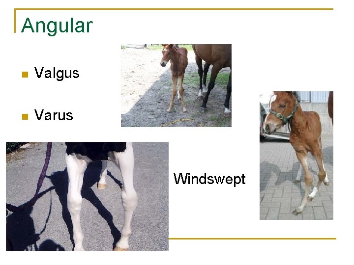 Angular n Valgus n Varus n Windswept 