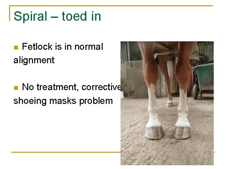 Spiral – toed in Fetlock is in normal alignment n No treatment, corrective shoeing