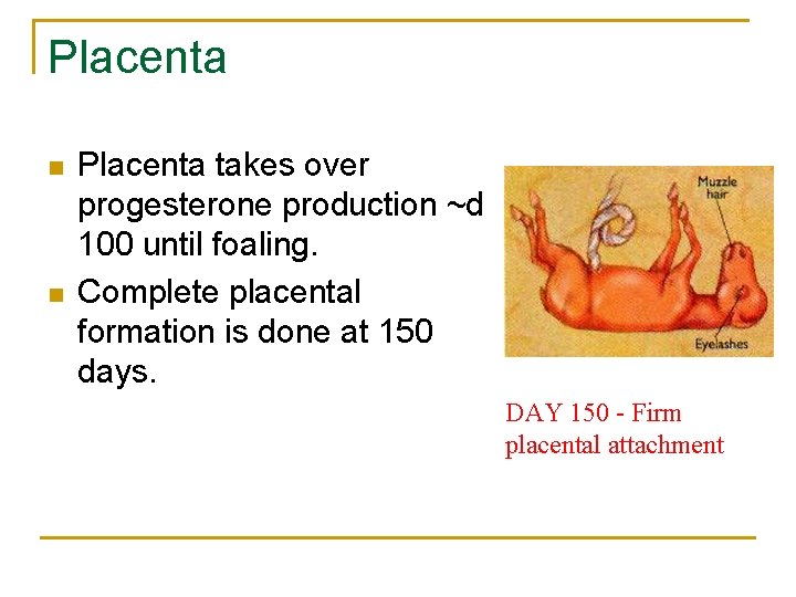 Placenta n n Placenta takes over progesterone production ~d 100 until foaling. Complete placental