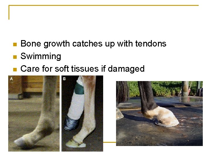 n n n Bone growth catches up with tendons Swimming Care for soft tissues