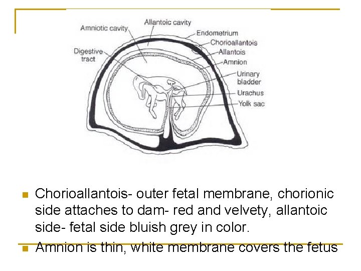 n n Chorioallantois- outer fetal membrane, chorionic side attaches to dam- red and velvety,